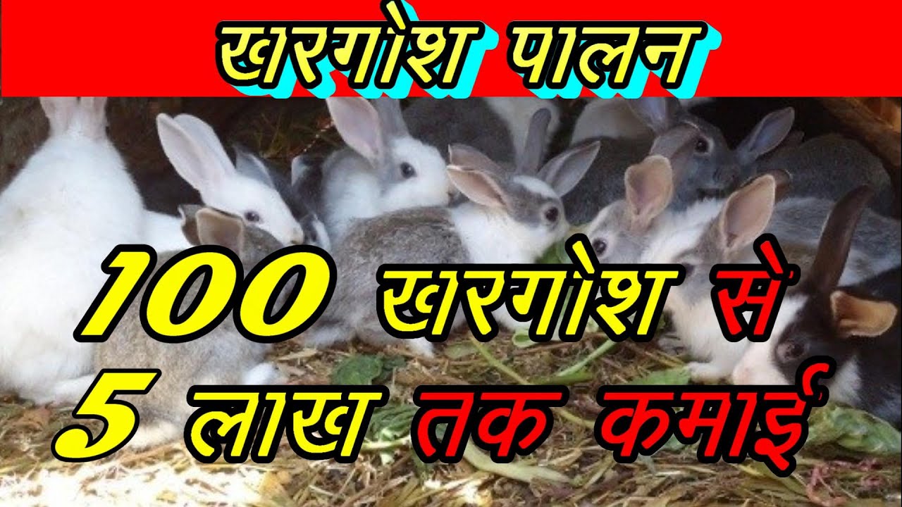 Rabbit Farming Business in INDIA //How to become successful in Rabbit Farming//2020