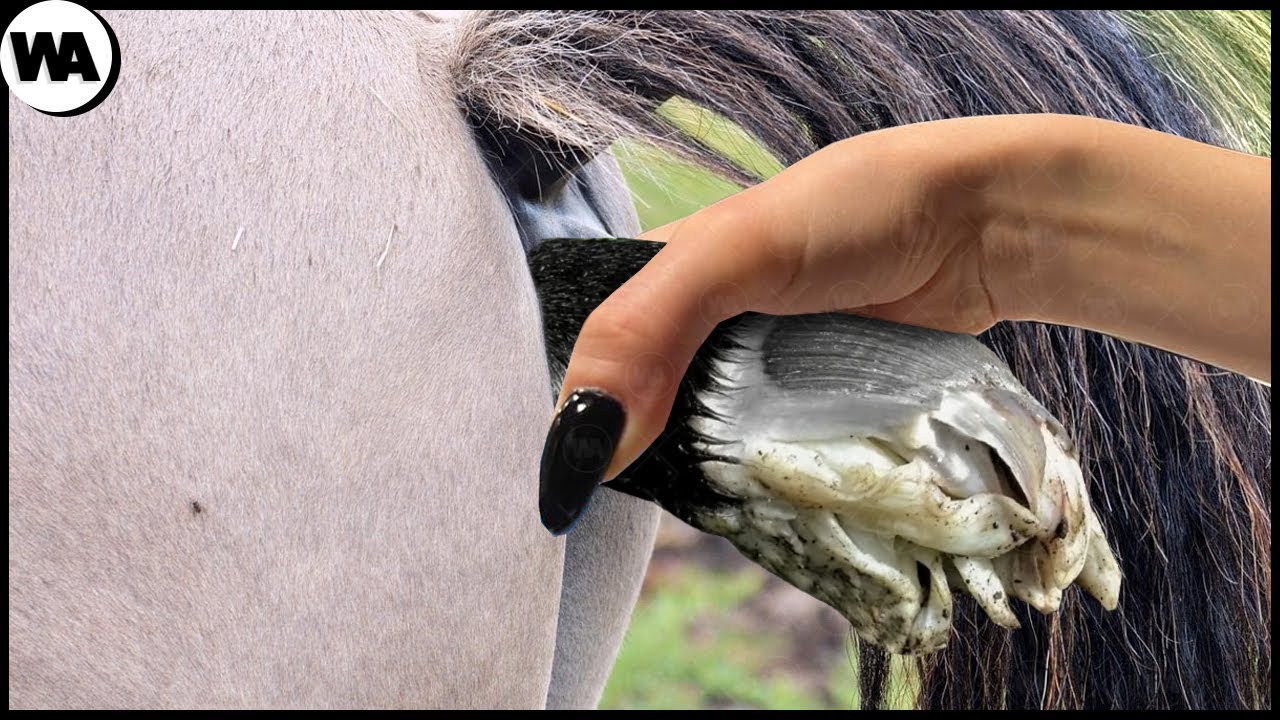 Tous Les Chevaux Seraient Morts Sans Cela