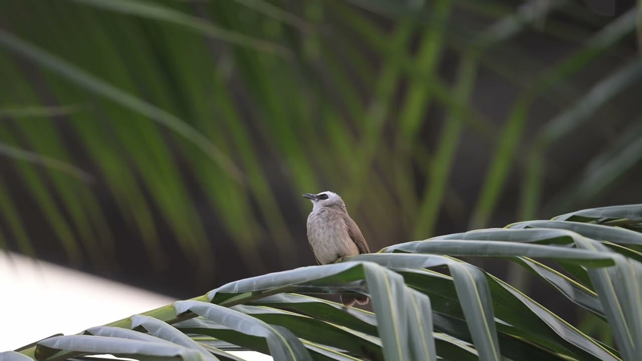 Z9 || 4K 120fps Handheld. BIRD WATCHING CAMBODIA