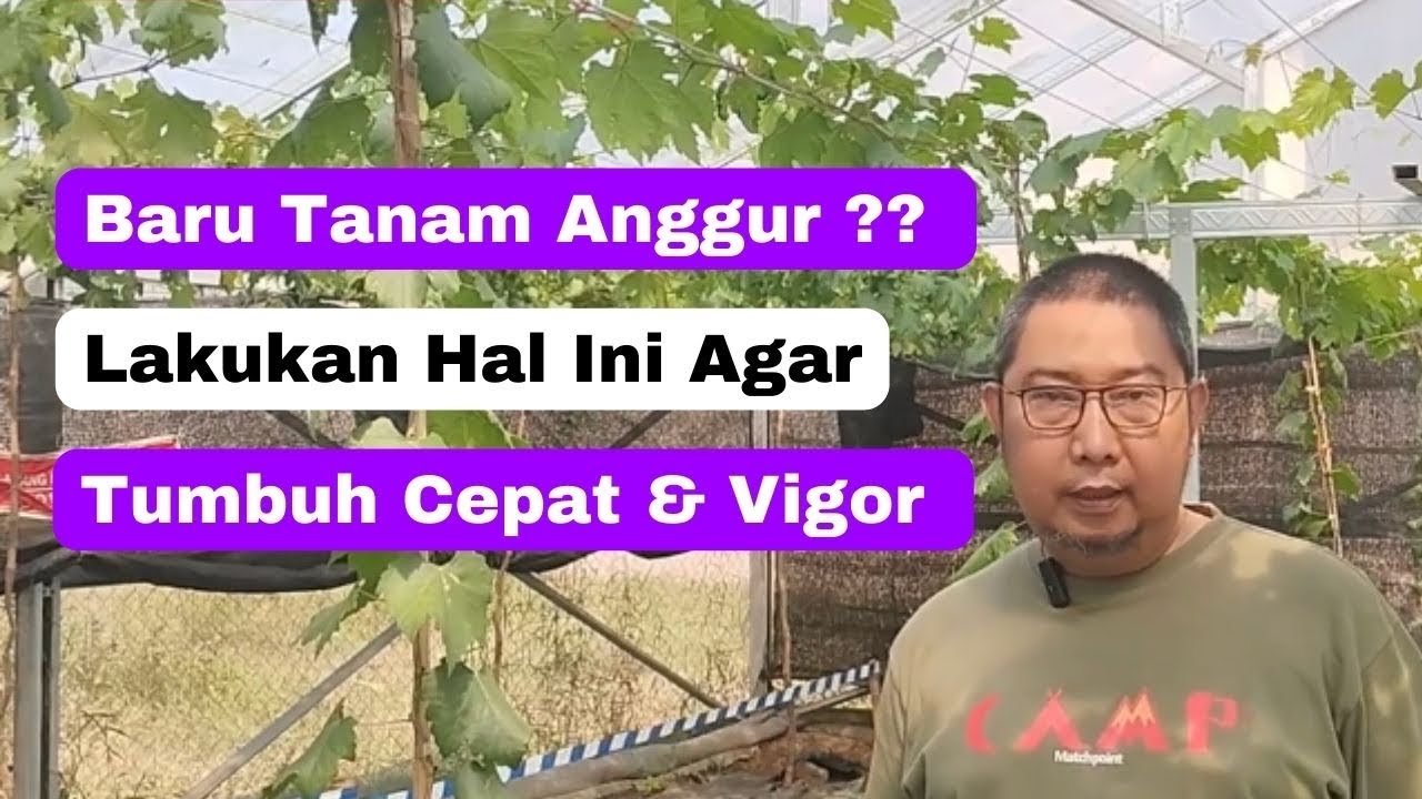 Tips Perawatan Pohon Anggur Baru Ditanam - Cocok Untuk Pemula