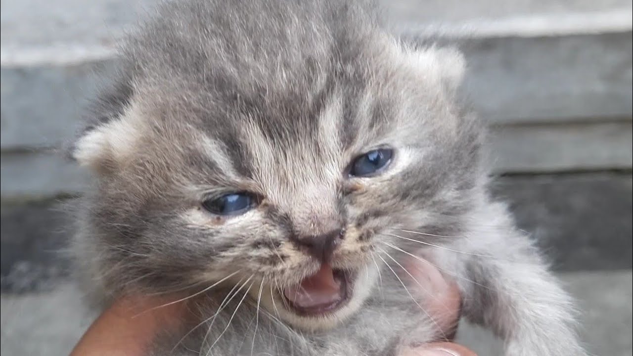 Keceriaan anak kucing yang pintar dan menggemaskan 