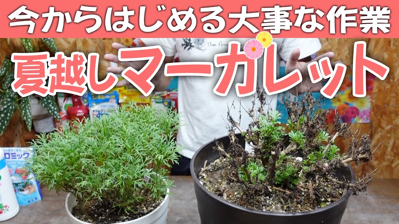 【春まで咲かないなんてもったいない】夏越しマーガレットその後の大事な作業！