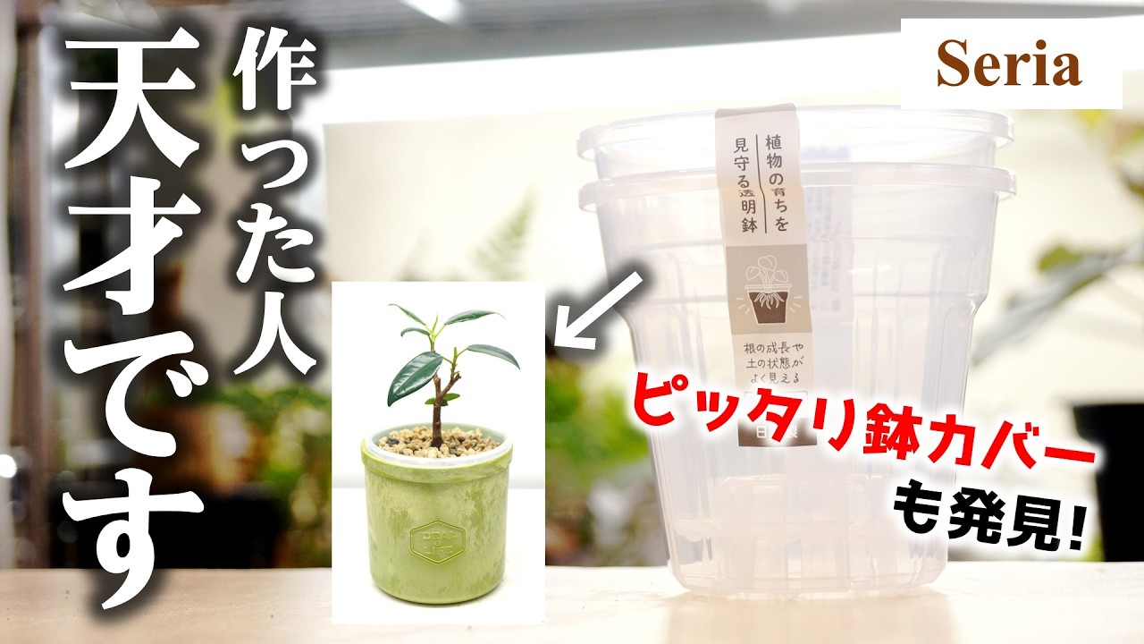 100均が園芸店超え&hellip;？今度は&rdquo;日本製&rdquo;の神透明鉢が最強コスパで降臨&hellip;♪【観葉植物・ガジュマル】