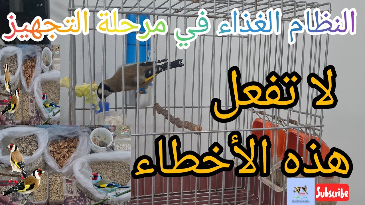 النظام الغذائي للحسون في مرحلة التجهيز | لا تفعل هذه الأخطاء 