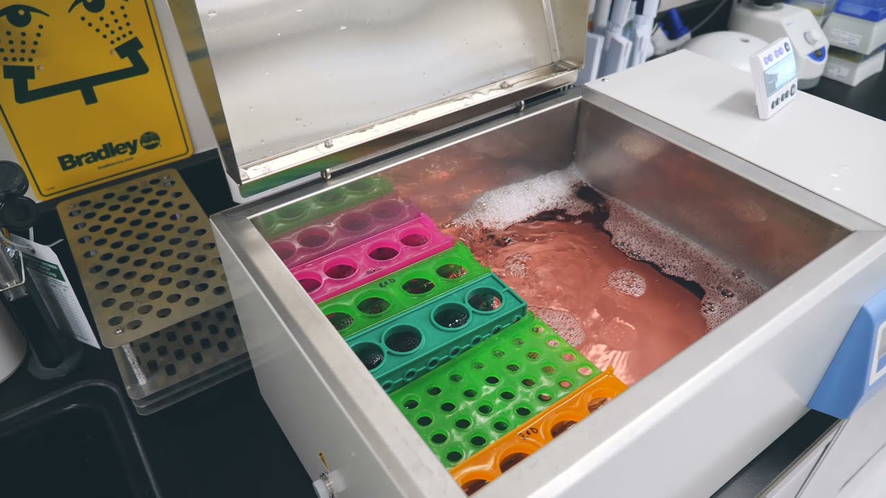 How to Thaw and Plate Primary Hepatocytes | Video Protocol