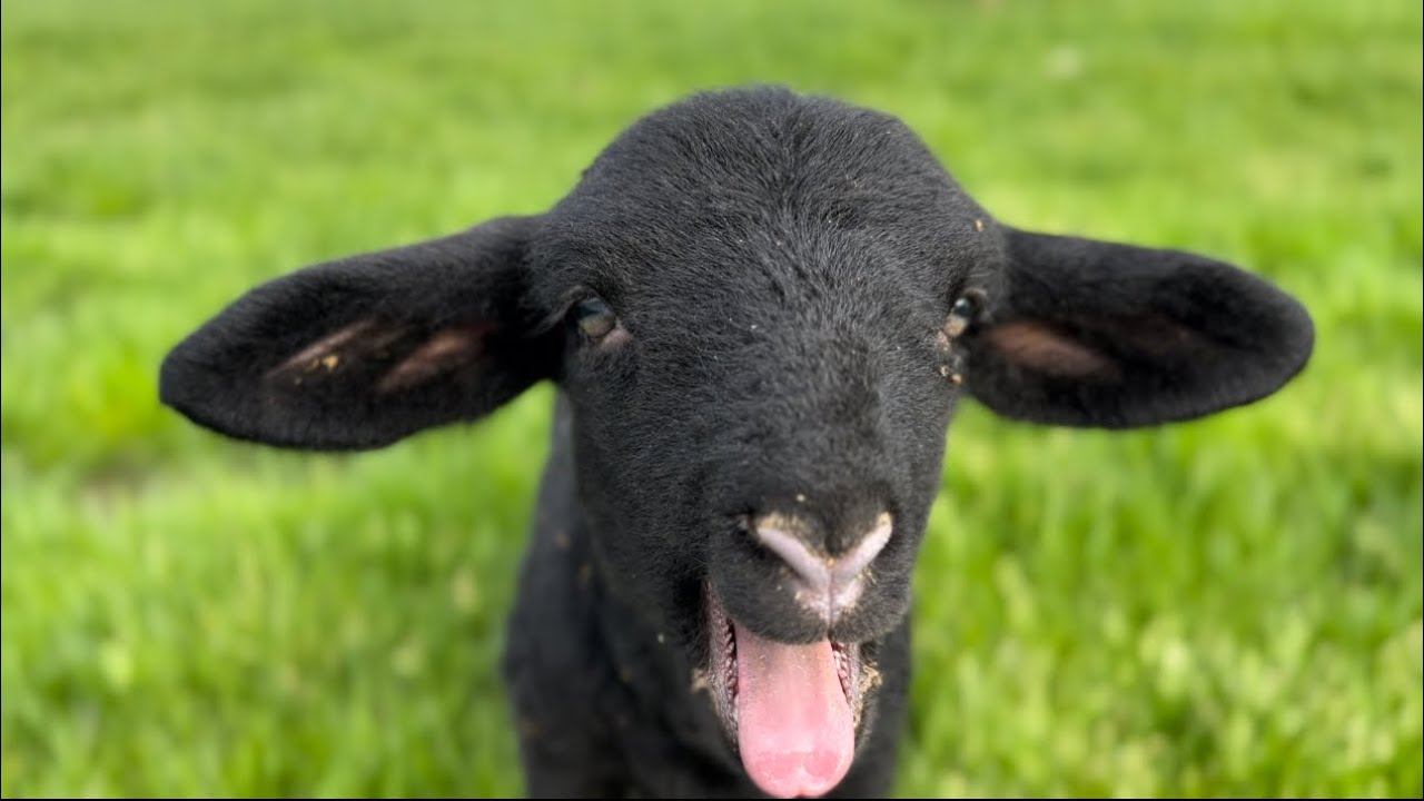 SUFFOLK  KOYUNU HOBİ AMAÇLİ BAKİLİR Mİ ? #suffolk #koyun #hobi #animallover #hayvansevgisi #çiftlik