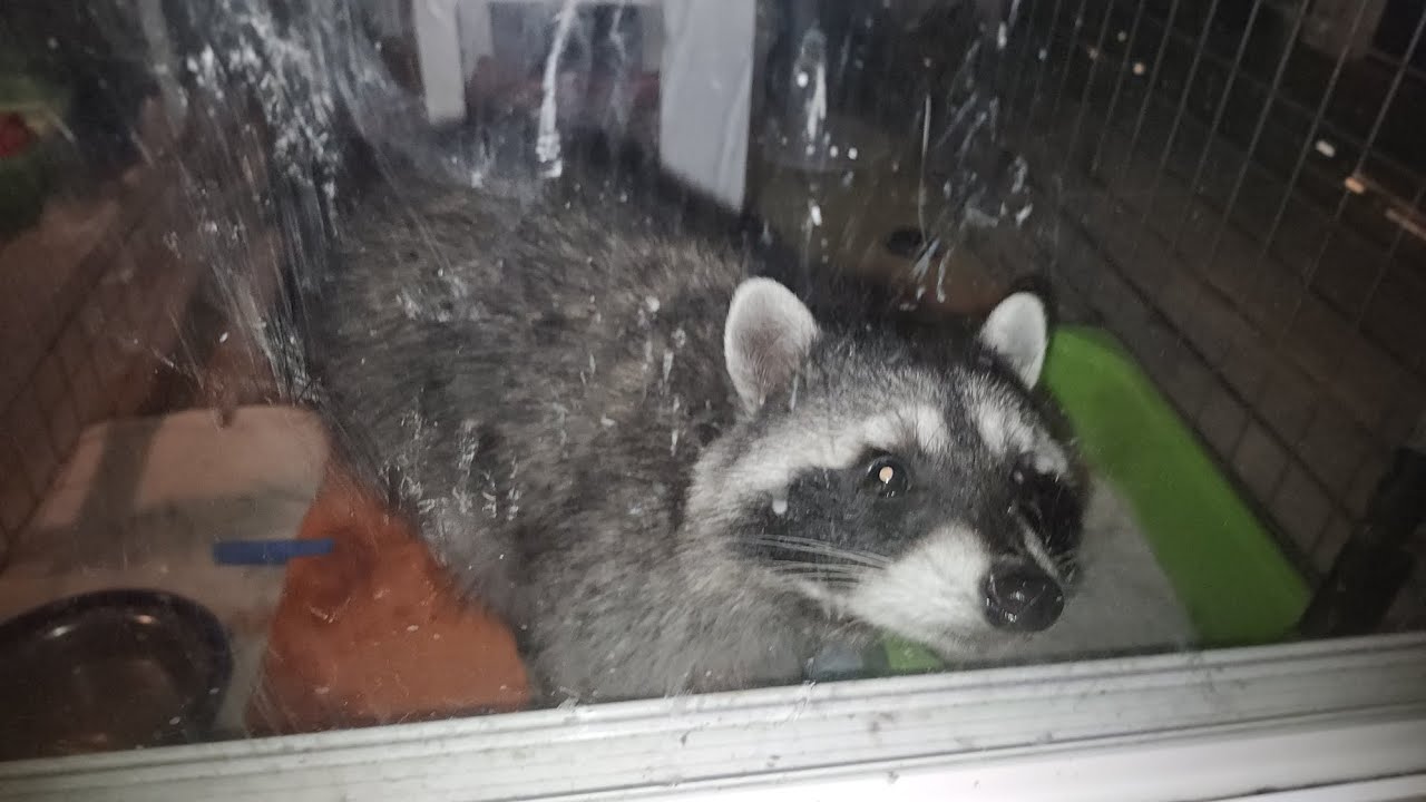Mysterious midnight visitors in our backyard-   زوار غامضون في منتصف الليل في فناء منزلنا الخلفي 