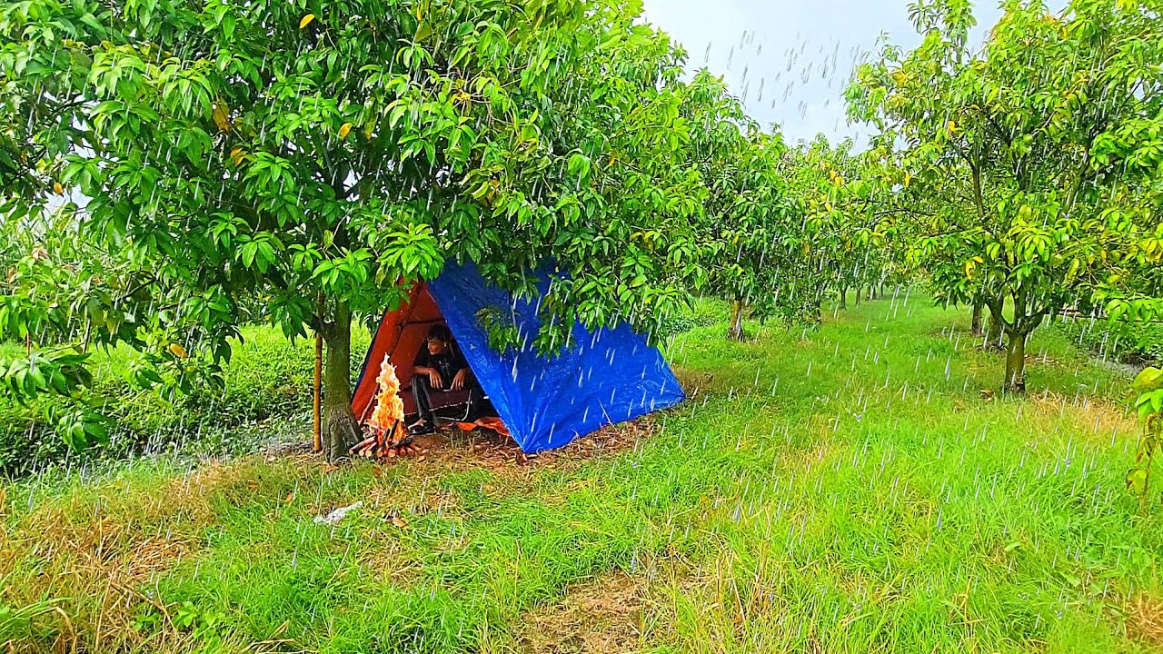 Camping in the mango garden in the rain fishing cooking sleeping overnight