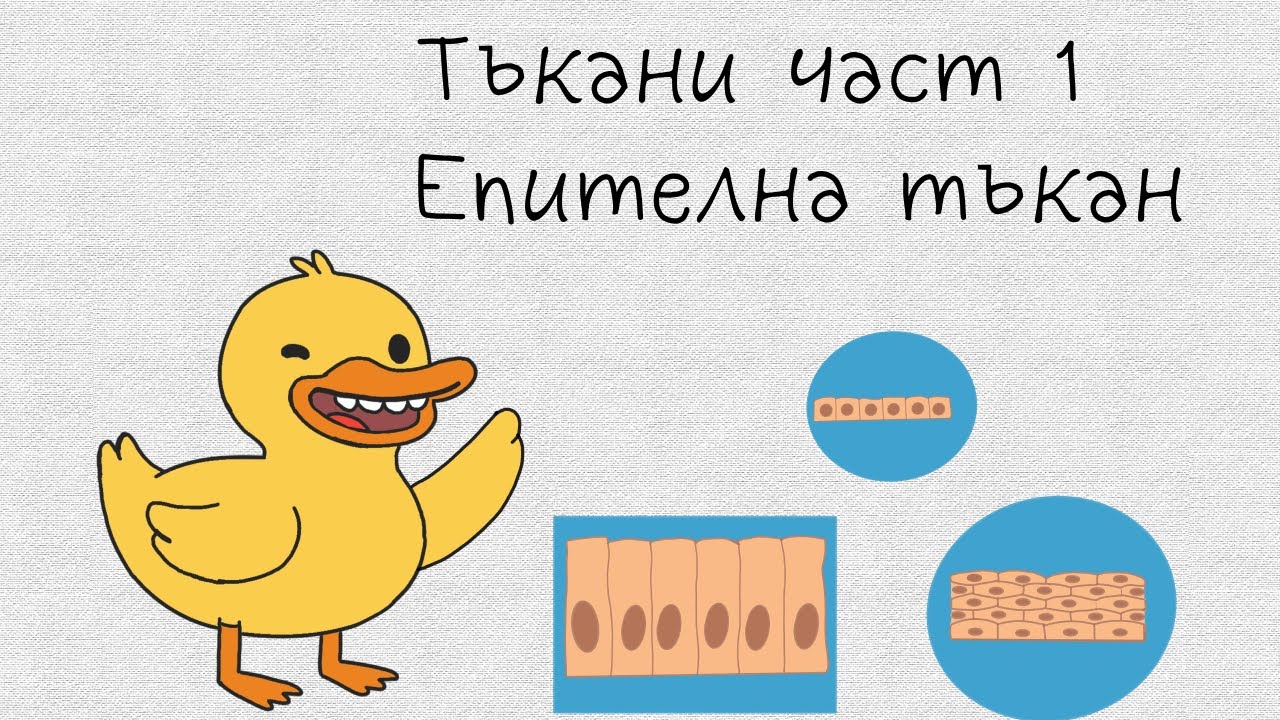 Епителна Тъкан