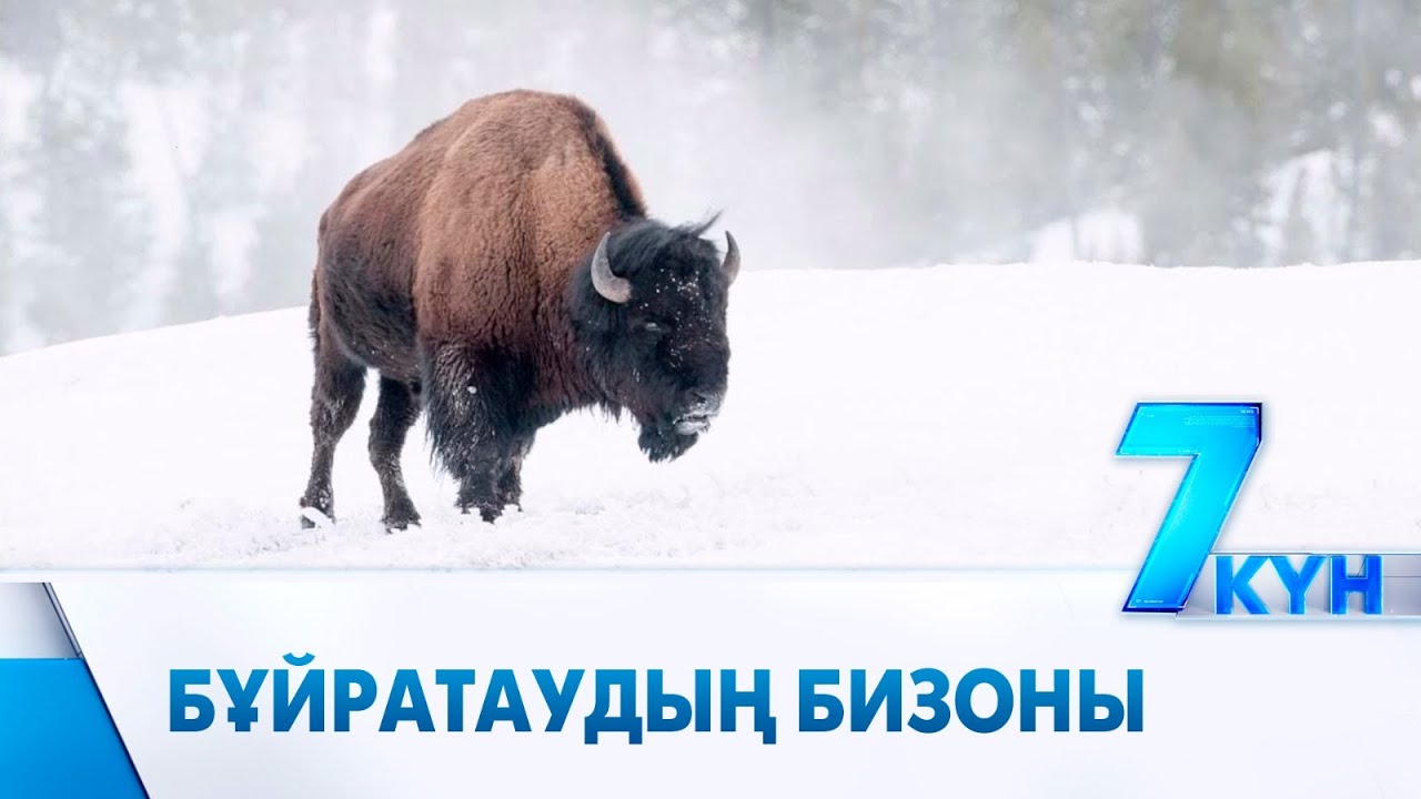 Соғым ба, сән бе: Бұйратауда канадалық бизон көбейіп келеді