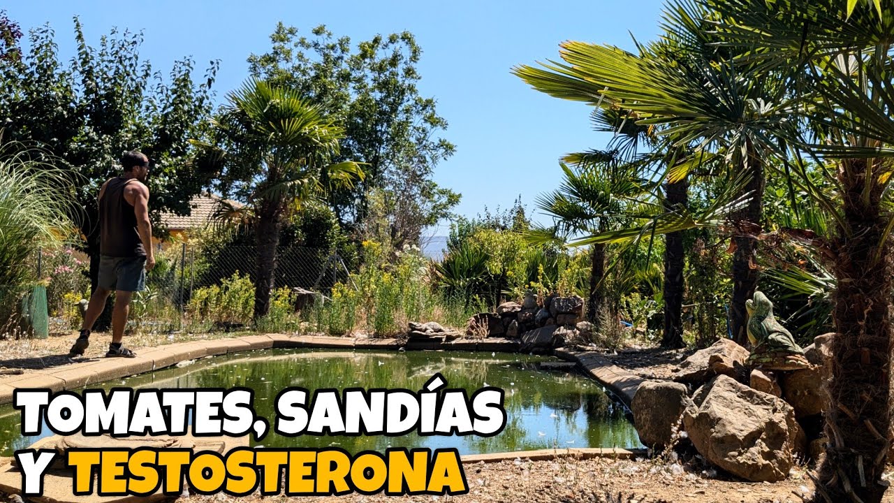 [DIARIO DE CAMPO CAP. 41] Kilos y kilos de tomate y la primera sandía del huerto