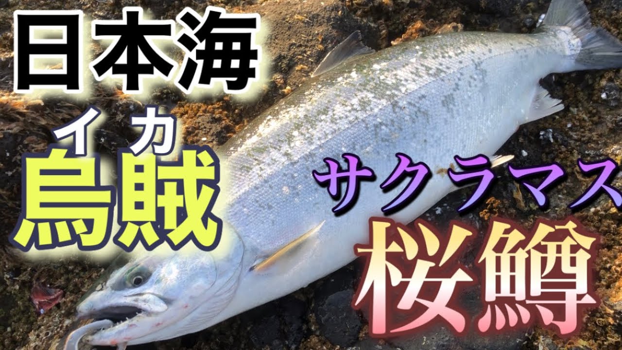 日本海 イカとサクラマス