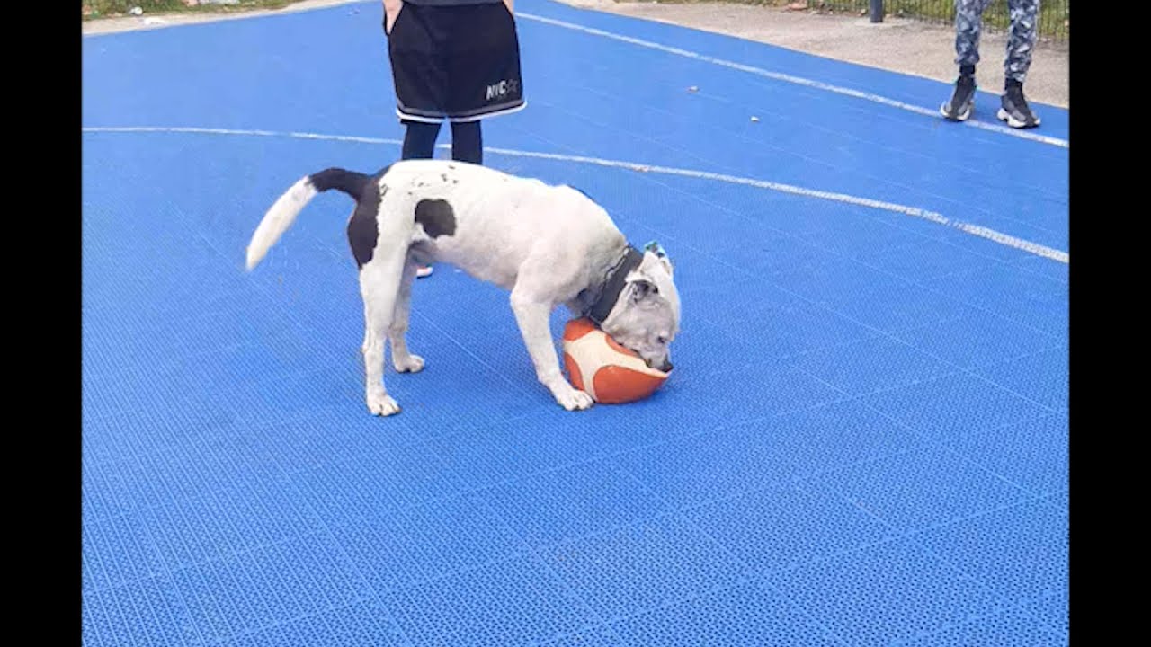 Pit bul uplašio decu iz Rojkovca