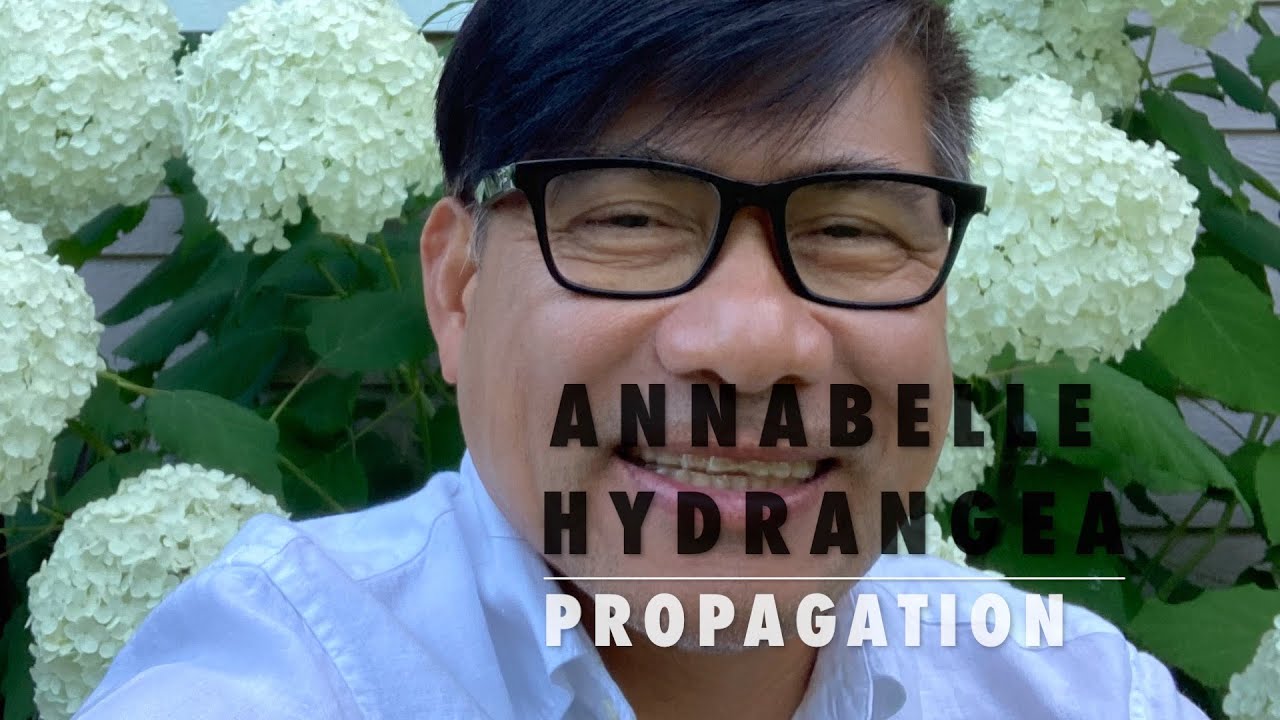 Annabelle Hydrangea Plant Propagation
