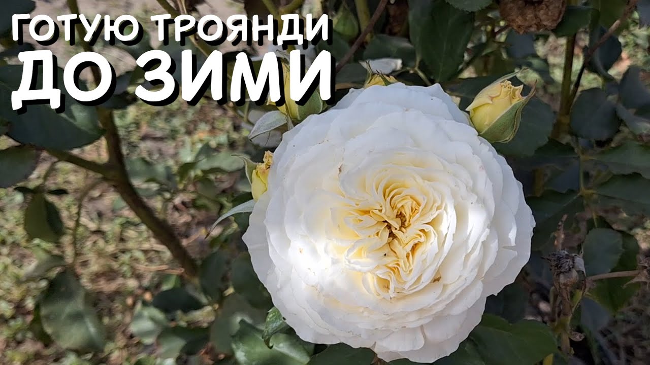 ПІДГОТОВКА ТРОЯНД ДО ЗИМИ. Догляд, підживлення, обробка від хвороб та шкідників 🌹