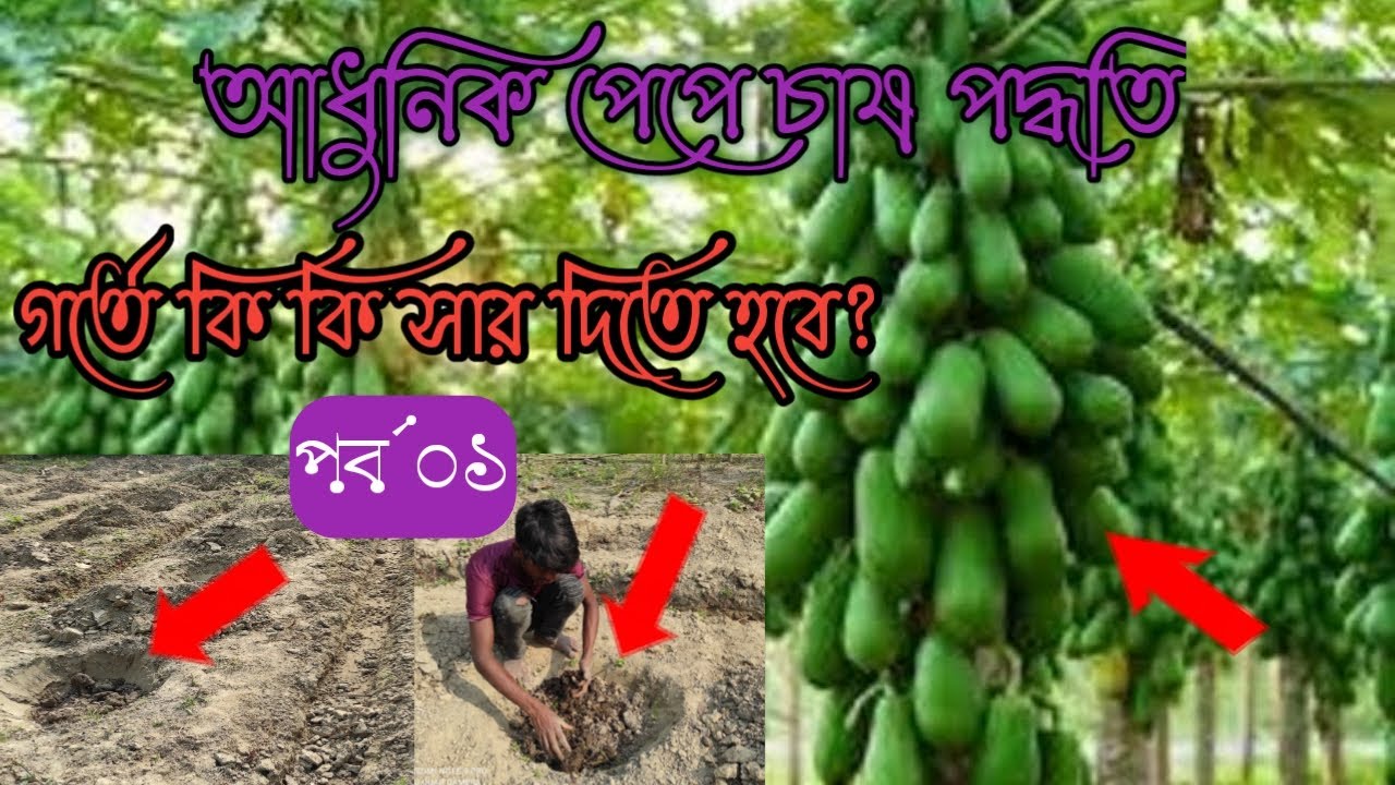 আধুনিক পেপে চাষ পদ্ধতি,কোন মাটিতে পেপের ভালো ফলন হয়, গর্ত করণ ও সার প্রয়োগ মাটি ও কৃষি mati & krishi