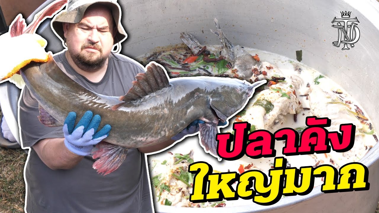 ปลาคัง ใหญ่มาก!! | Giant Redtail catfish