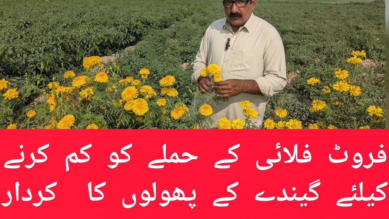 Ghendy k phool  k zarye fruit fly kee roktham