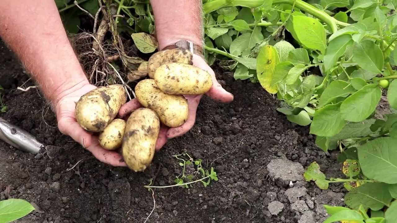 Pommes de terre - Culture en pleine terre
