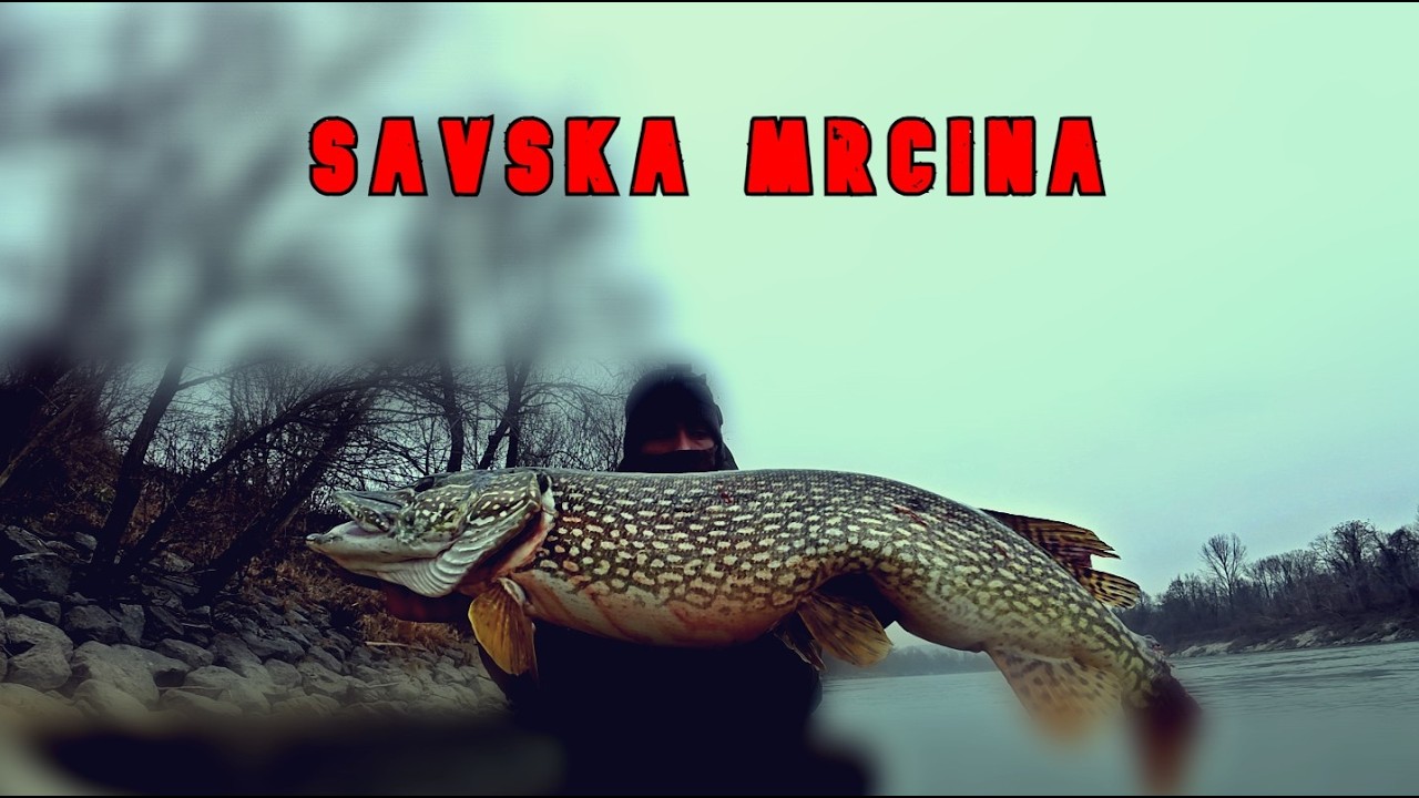🥶Velika Ščuka, Zgubljene RIBE in Ribolov s kolegi❄️reka Sava Slovenija