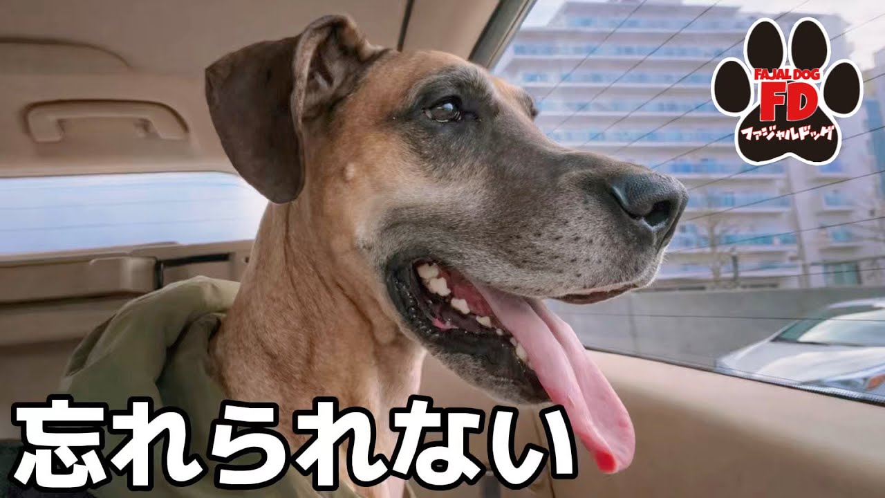 【超大型犬】大学病院へ…でもその前に、夢だった場所へ行きました。