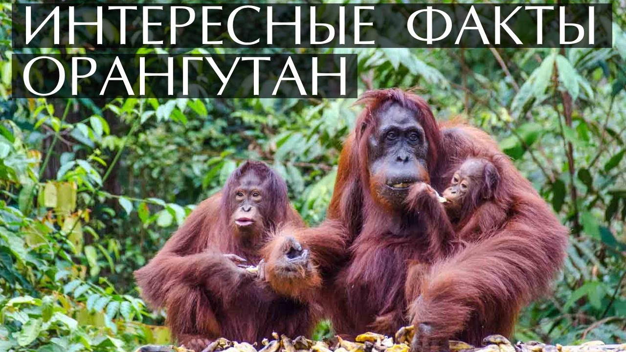 Орангутан - интересные факты