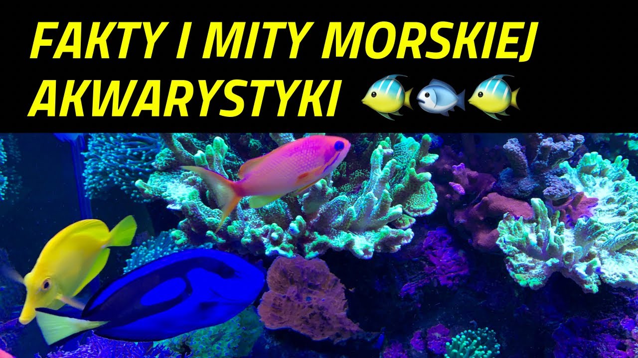 Fakty i mity morskiej akwarystyki :) Akwarium morskie 350l. Reef Tank 92g.