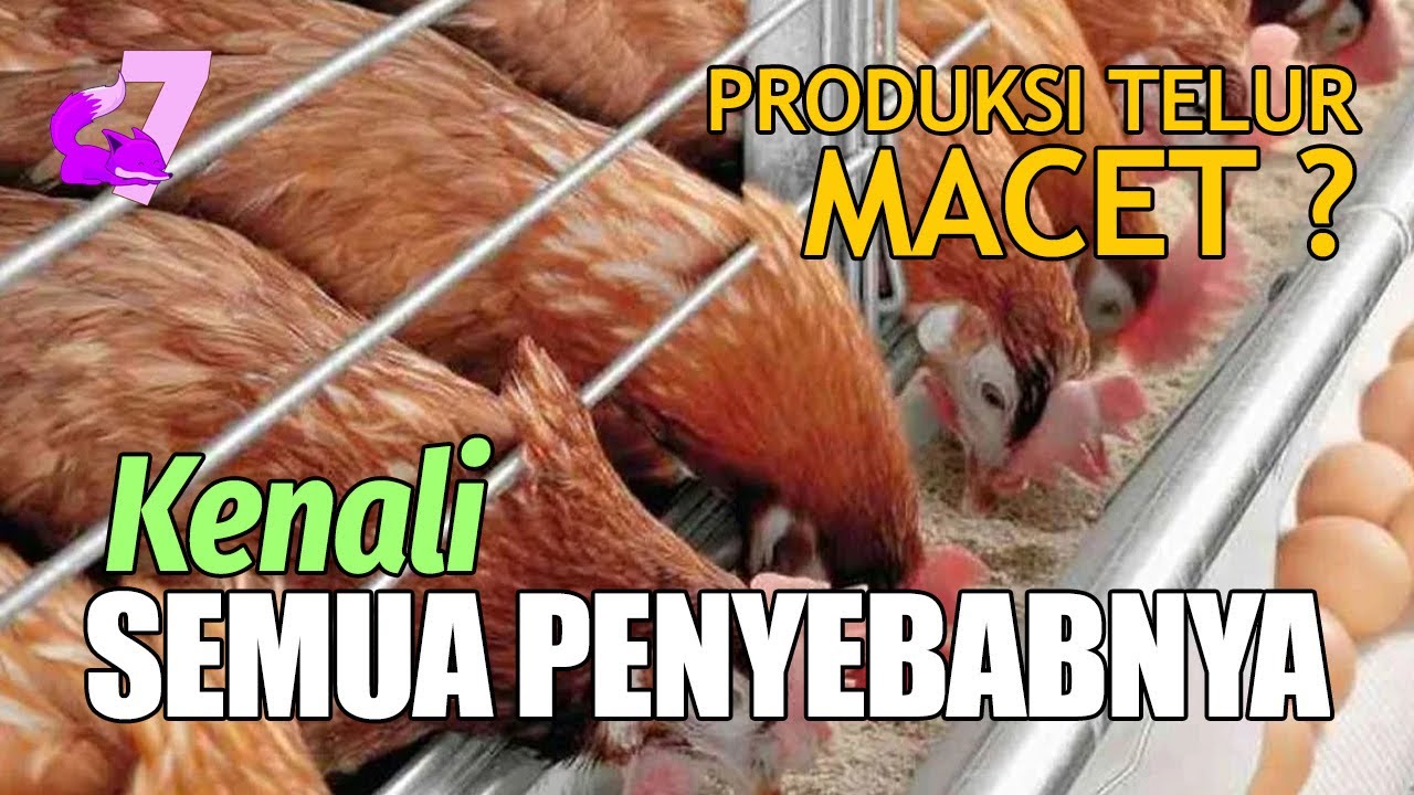 PENYEBAB DAN SOLUSI AYAM BERHENTI BERTELUR