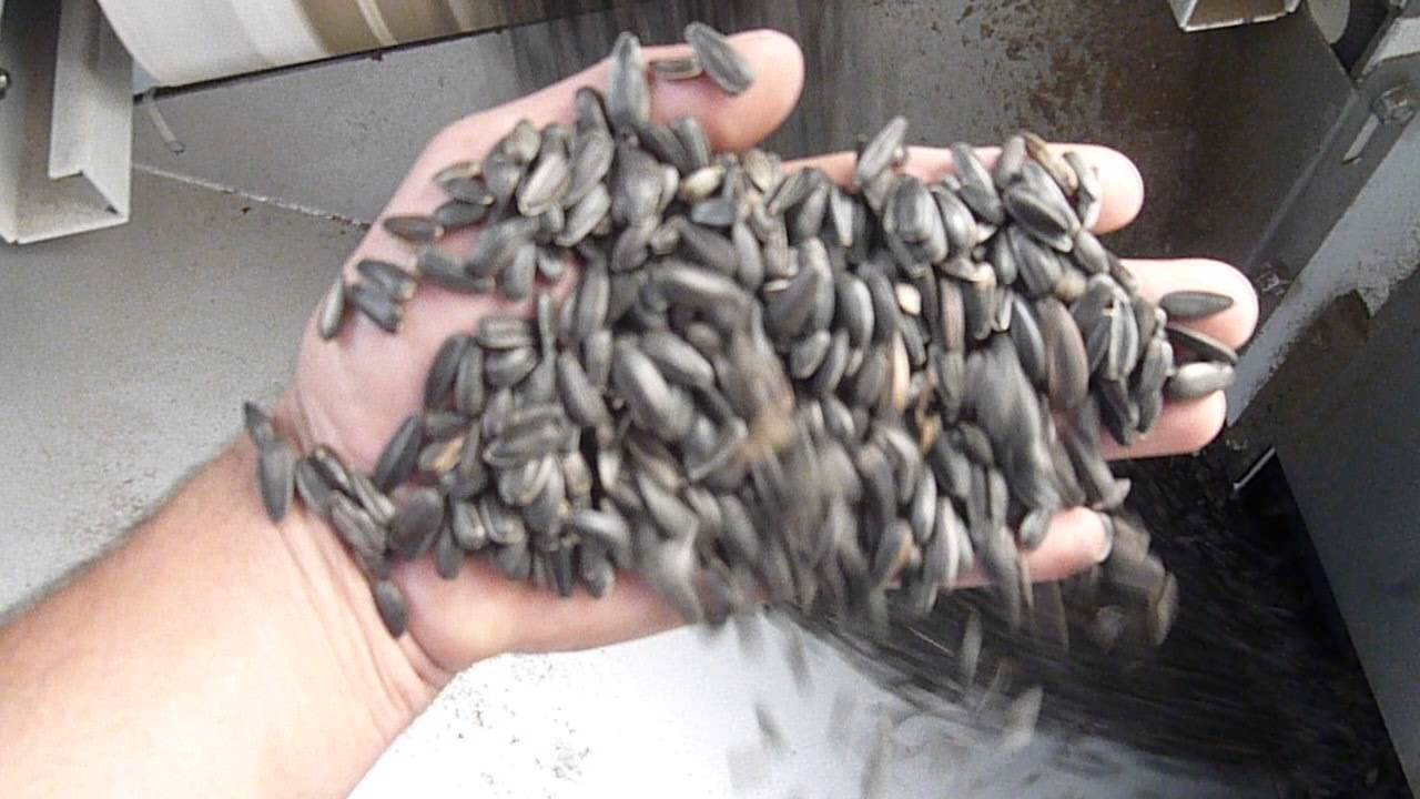 Akyurek Technology - Sunflower Seed Conditioning Plant Constanta Romania