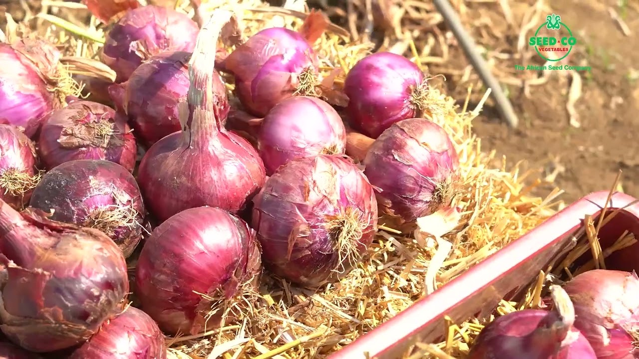 Profitable Onion Production