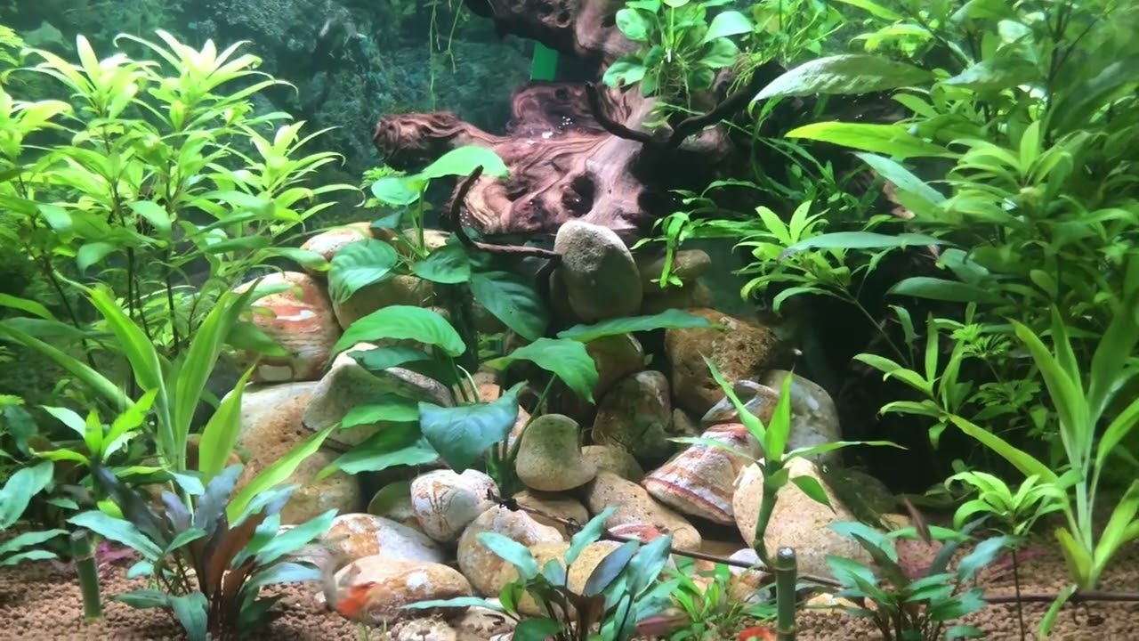 معلومة خفيفة ضريفة وفيها حقيقة على المقنين