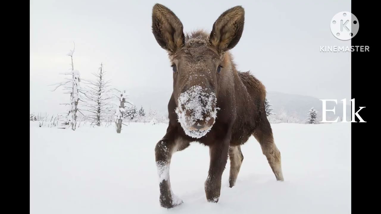 Elk vs Moose sounds