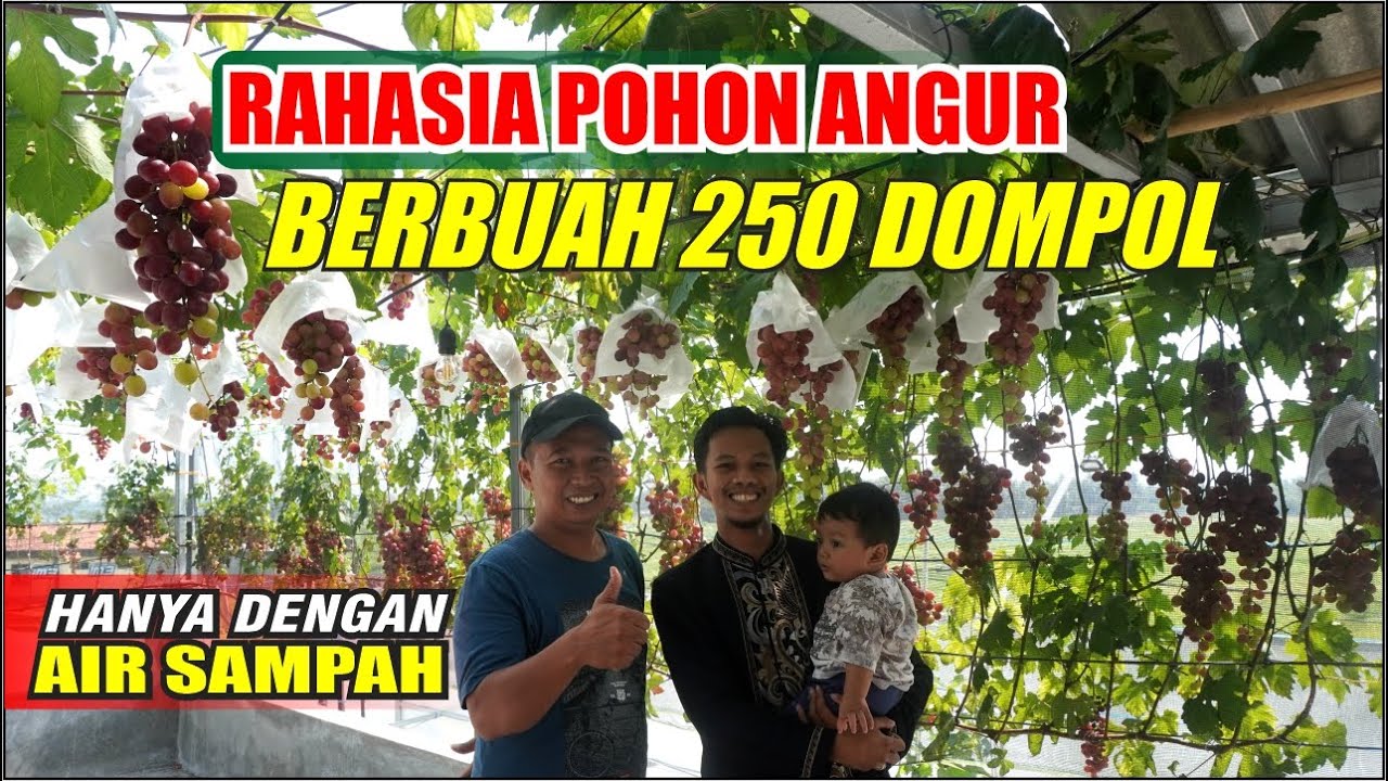 RAHASIA POHON ANGGUR BERBUAH 250 DOMPOL