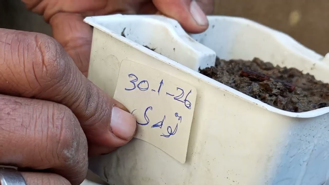 SUMMER SEEDLING START 30-1-2026 گرمیوں کی سیڈلنگ شروع ھو گئ