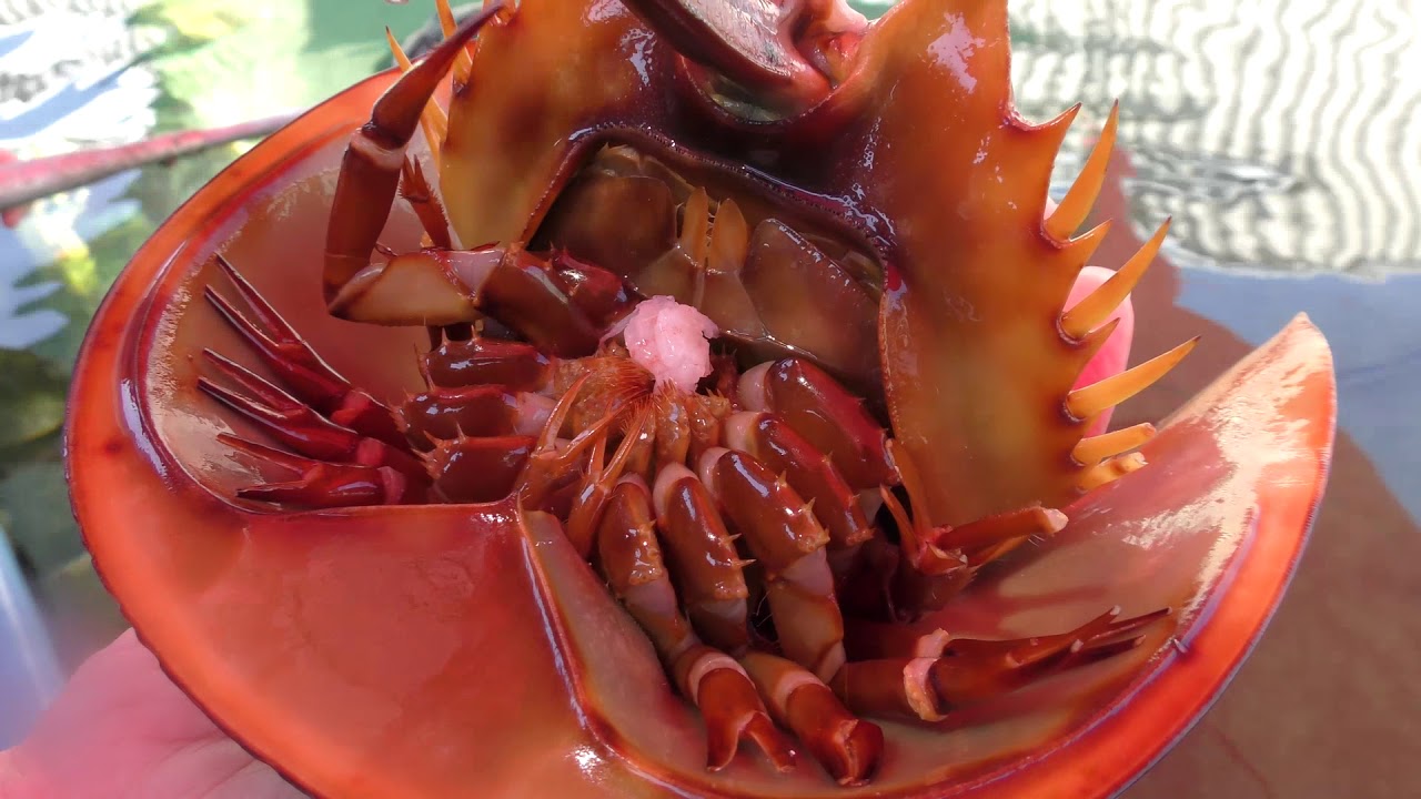 Horseshoe Crab Anatomy