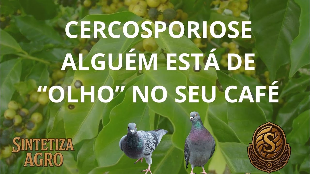ESSA DOENÇA DO CAFÉ PODE ESTAR DERRUBANDO A PRODUTIVIDADE DA SUA LAVOURA 