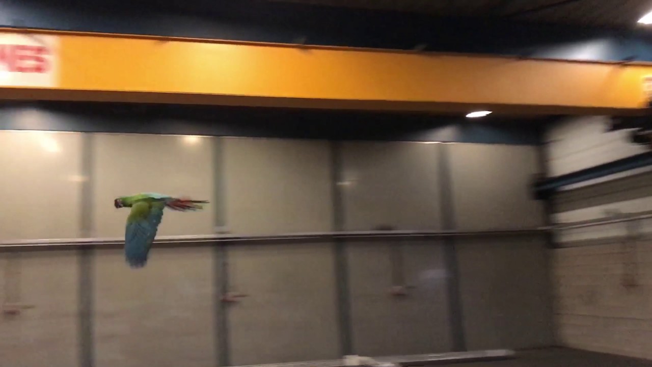 Ara Militaris, Military Macaw, Soldaten Ara, flying around inside, FAST