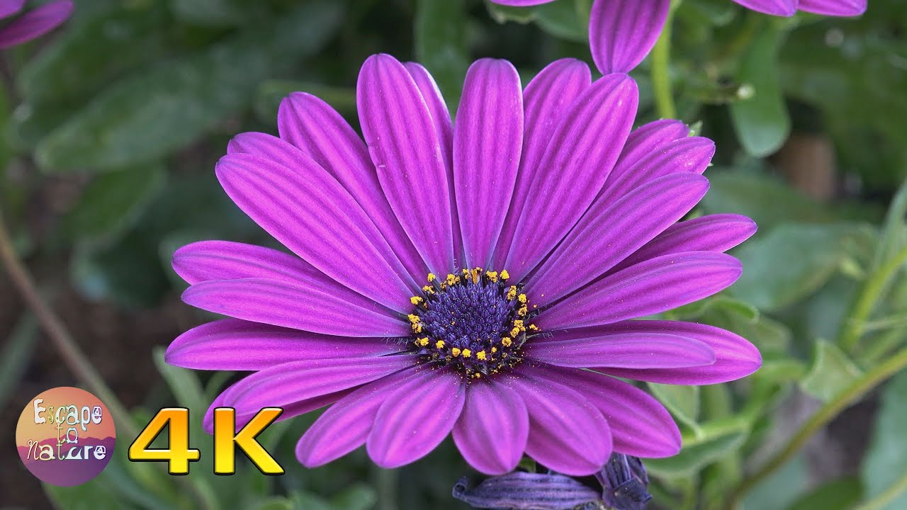 4K Super bloom spring wildflowers - Sounds of Birds Bees Crickets - Breathtaking colors of nature