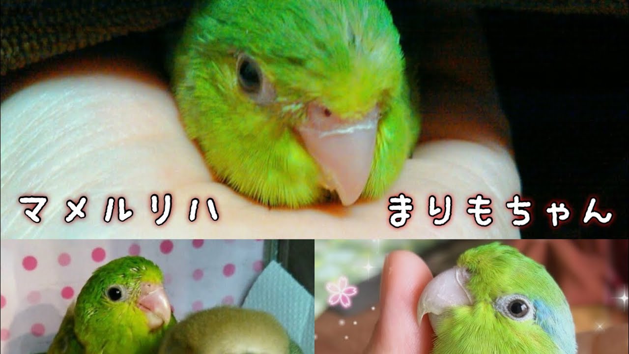 マメルリハのまりもちゃん💚 2017年4月〜5月雛の頃から～現在