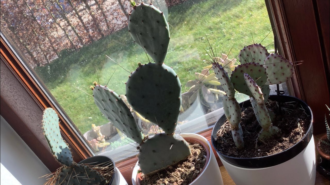 Opuntia kaktüsleri farklı yöntemle çoğaltıyorum