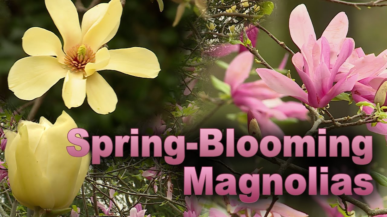 Spring-Blooming Deciduous Magnolias – Family Plot