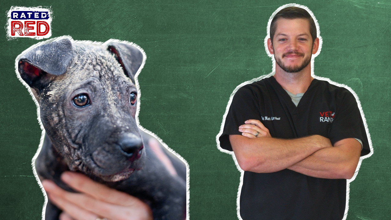 Pet 101: How to Treat Mange