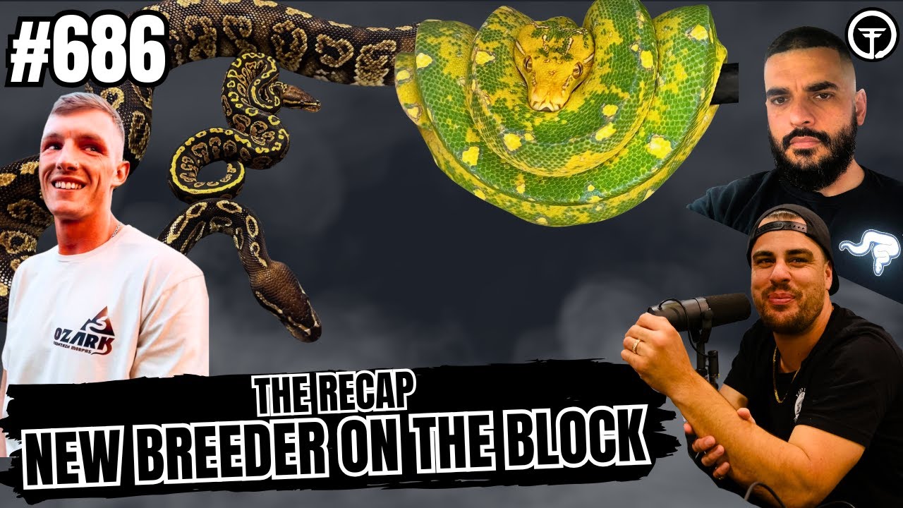 Deep Dive On The Bambino Ball Python Morph | NBB The Recap Live