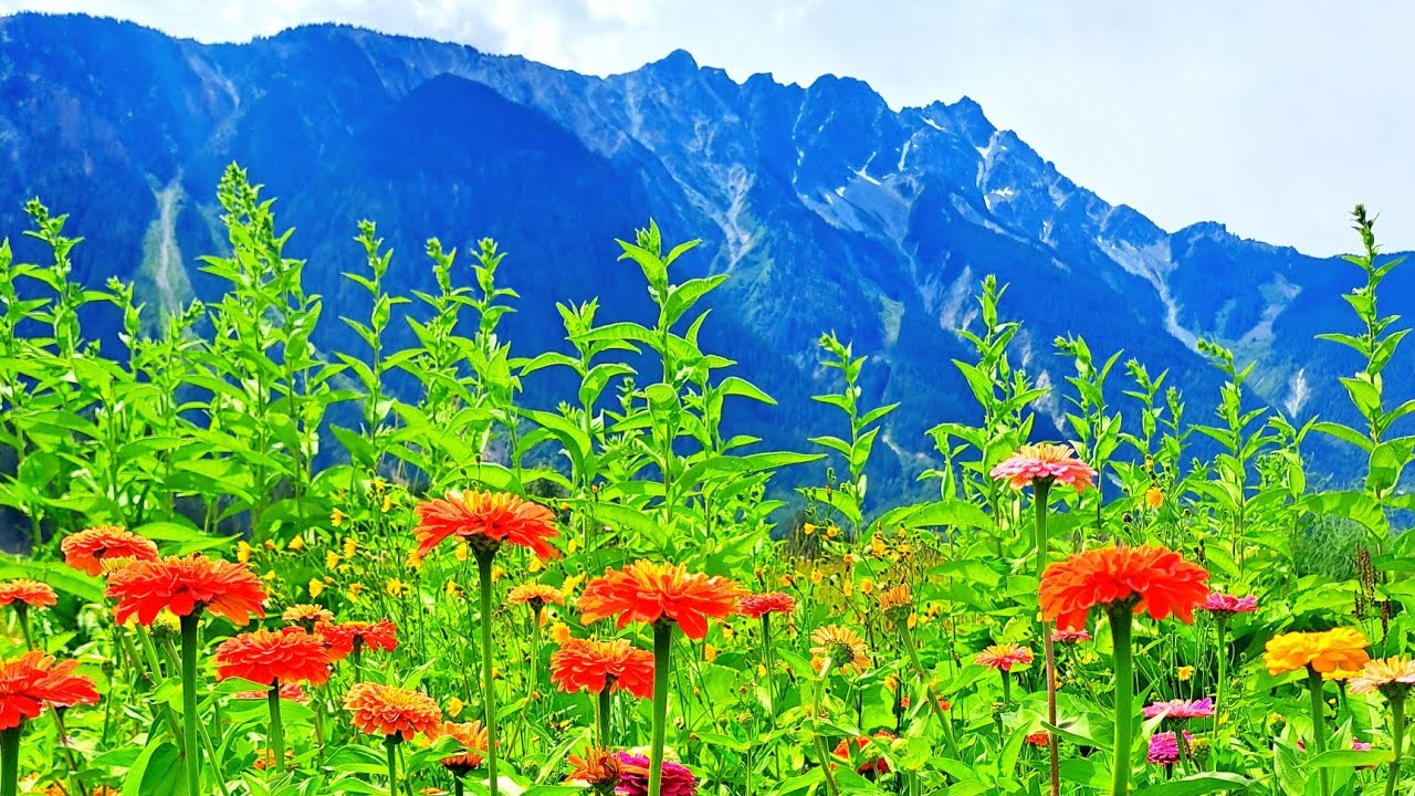 Summer in Pemberton, British Columbia - Canada