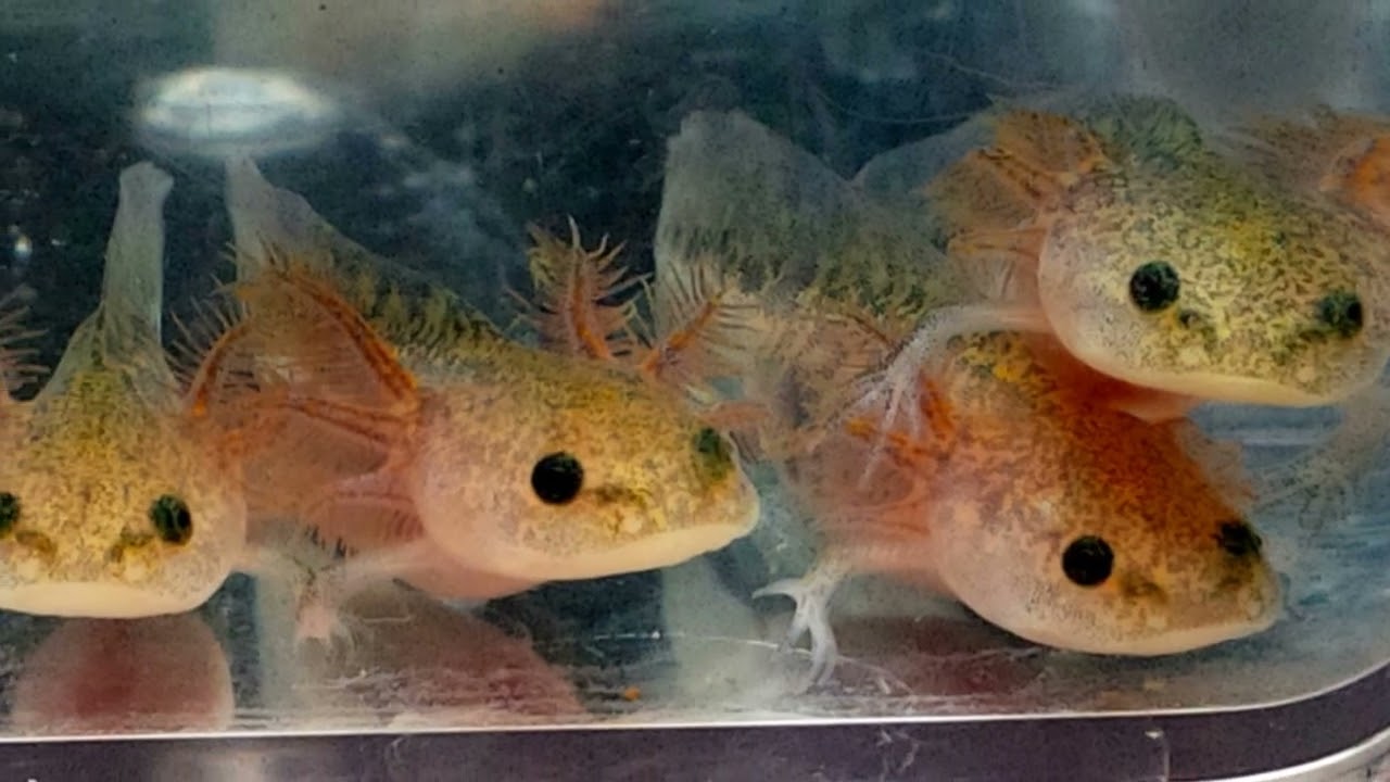 The Complete Guide to Hatching Axolotl Eggs 🥚🐾