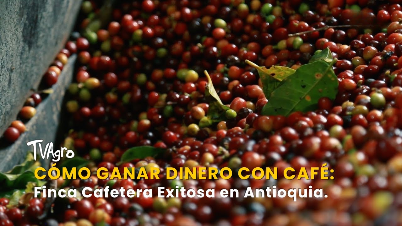 Cómo Ganar Dinero con Café: Finca Cafetera Exitosa en Antioquia - TvAgro por Juan Gonzalo Angel