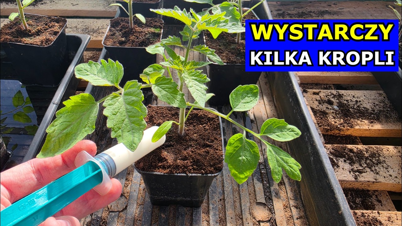 Wystarczy Kilka Kropli i będą PIĘKNE Sadzonki Pomidora. Mleko, Soda, Jodyna. Nawożenie Rozsad Warzyw