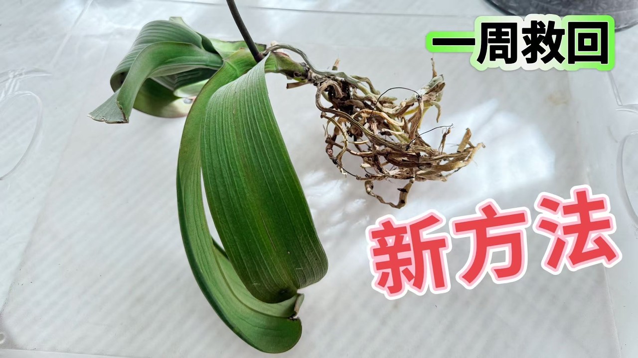 【25021】蝴蝶兰抢救，尝试新方法👍，加热高湿盒，花梗育苗，意想不到的好事儿， 历时一周效果明显【静姐说花】有字幕