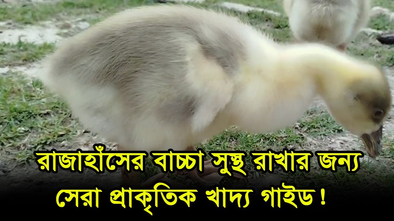 রাজাহাঁসের বাচ্চার ভিটামিন সমৃদ্ধ প্রাকৃতিক খাদ্য: সুস্থ ও শক্তিশালী বৃদ্ধির জন্য।।J Krishi Tv