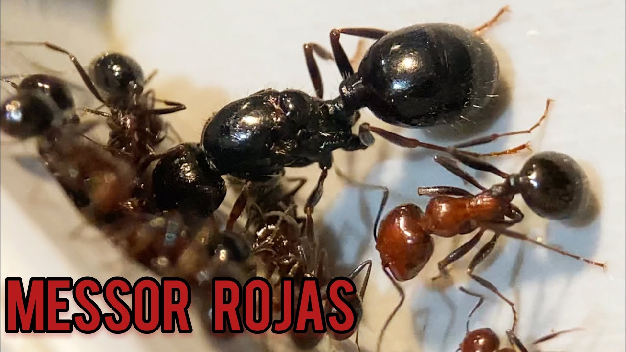 MESSOR ROJAS!!! Habías visto eso?? #hormigas #messor #antdimension